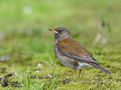 Male Pale Thrush