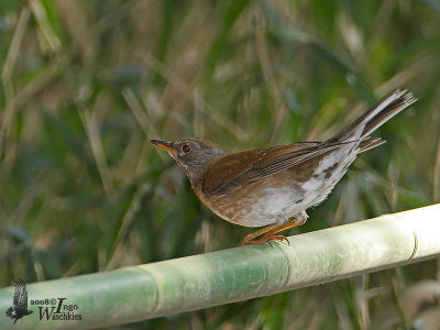 Female Pale Thrush