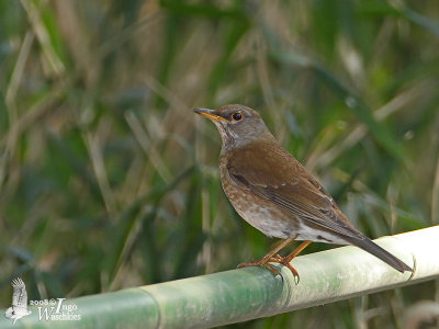 Female Pale Thrush