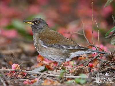 Male Pale Thrush