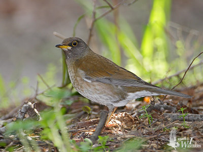 Male Pale Thrush