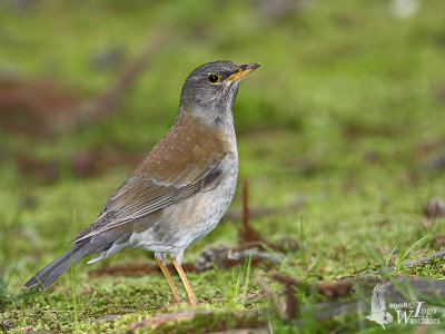 Male Pale Thrush