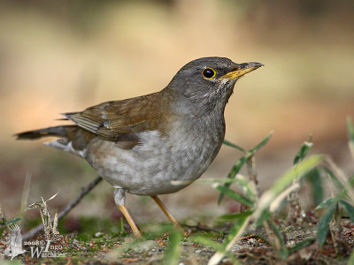 Pale Thrush