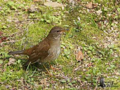 Female Pale Thrush