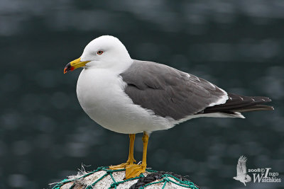 Adult Black-tailed Gull
