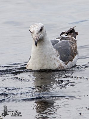 Third Winter Slaty-backed Gull