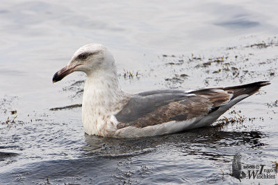 Third Winter Slaty-backed Gull