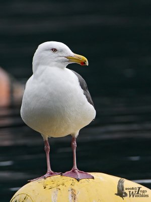 Fourth Winter Slaty-backed Gull