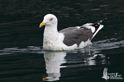 Adult Slaty-backed Gull