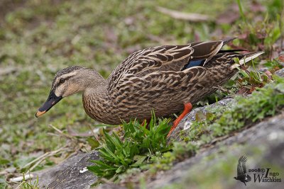 Female Mallard x Eastern Spot-billed Duck