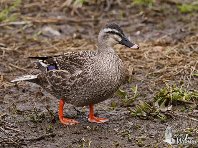 Female Mallard x Eastern Spot-billed Duck