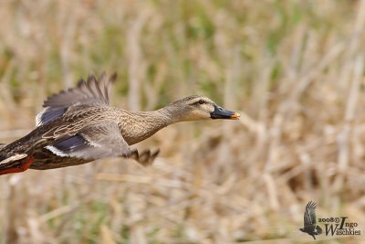 Female Mallard x Eastern Spot-billed Duck