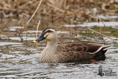 Adult Eastern Spot-billed Duck