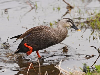 Adult Eastern Spot-billed Duck