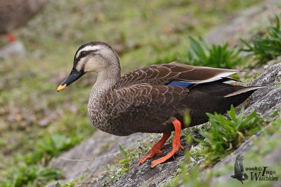 Eastern Spot-billed Duck (Anas zonorhyncha)