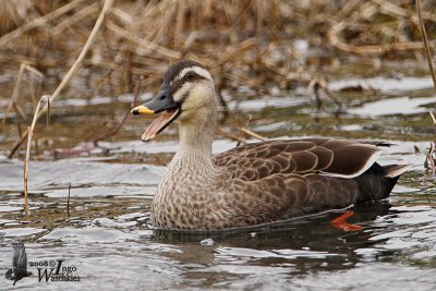 Adult Eastern Spot-billed Duck