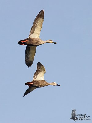 Adult Eastern Spot-billed Duck