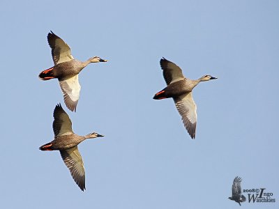 Adult Eastern Spot-billed Duck