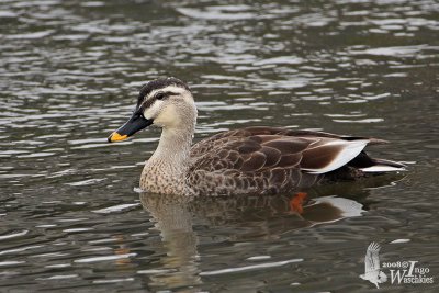 Adult Eastern Spot-billed Duck