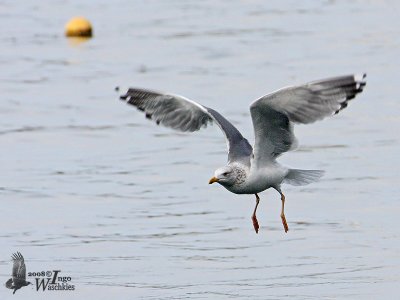 Adult winter Taimyr Gull (ssp. heuglini)