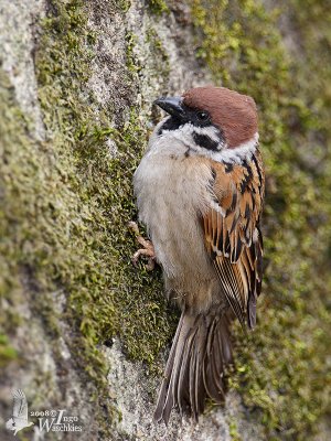 Eurasian Tree Sparrow