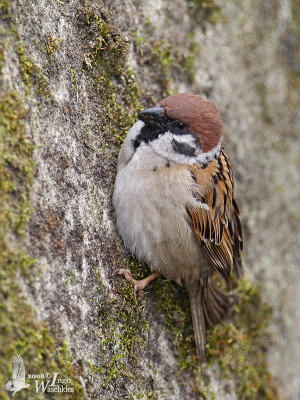 Eurasian Tree Sparrow