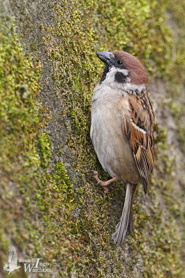 Eurasian Tree Sparrow