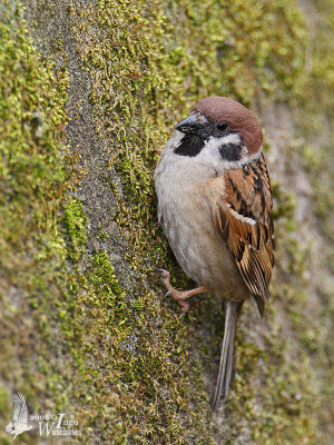 Eurasian Tree Sparrow