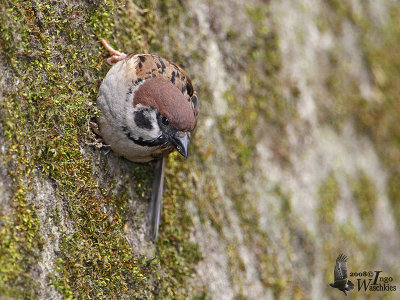 Eurasian Tree Sparrow