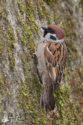 Eurasian Tree Sparrow