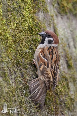 Eurasian Tree Sparrow