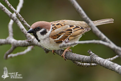 Eurasian Tree Sparrow