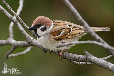 Eurasian Tree Sparrow