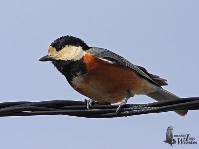 Varied Tit