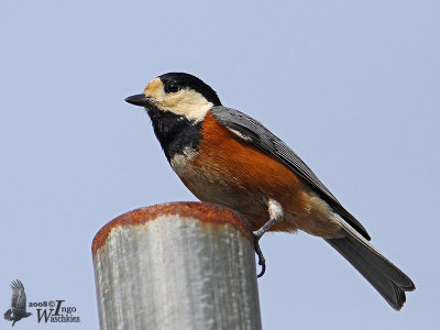 Varied Tit