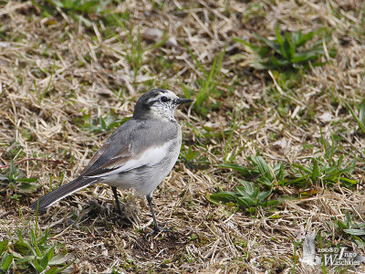 White Wagtail of subspecies lugens