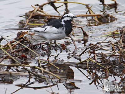 Male White Wagtail of subspecies lugens