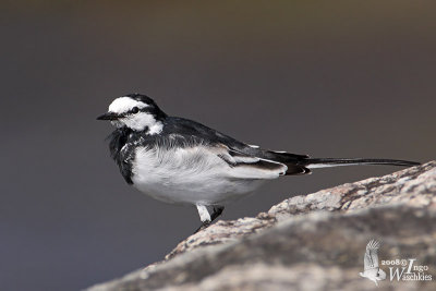 Male White Wagtail of subspecies lugens