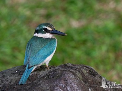 Immature Collared Kingfisher (ssp. humii)