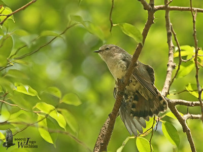 Juvenile Little Bronze Cuckoo (ssp. peninsularis)