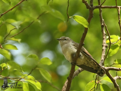 Juvenile Little Bronze Cuckoo (ssp. peninsularis)