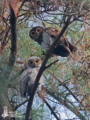 Adult Spotted Wood Owl (ssp. <em>seloputo</em>) with chick