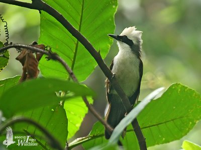 Adult White-crested Laugingthrush (ssp. unknown)