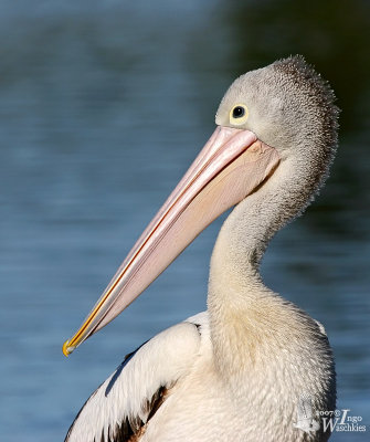 Adult Australian Pelican in non-breeding plumage