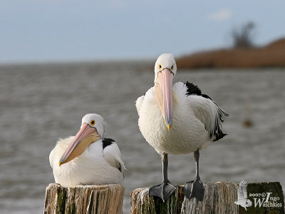 Adult Australian Pelicans in breeding plumage