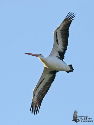Adult Australian Pelican in breeding plumage