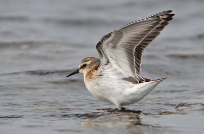 Little Stint , (Calidris minuta)