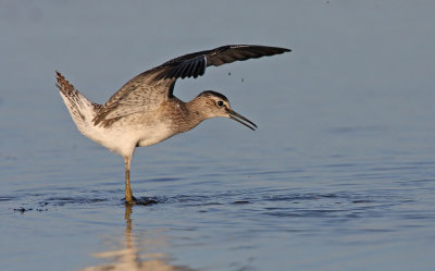 Wood Sandpiper - Grnbena