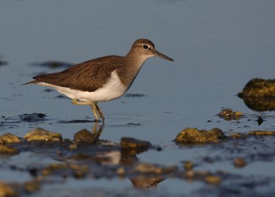 Common Sandpiper, (Actitis hypoleucos)