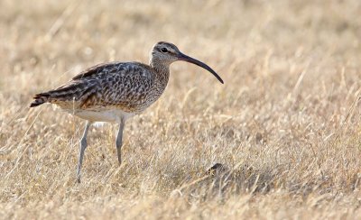 Whimbrel, (Numenius phaeopus)